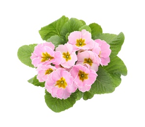 Photo of Beautiful primula (primrose) plant with pink flowers on white background, top view. Spring blossom