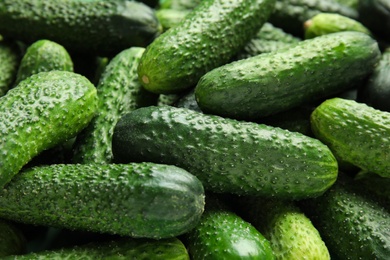 Photo of Ripe fresh cucumbers as background