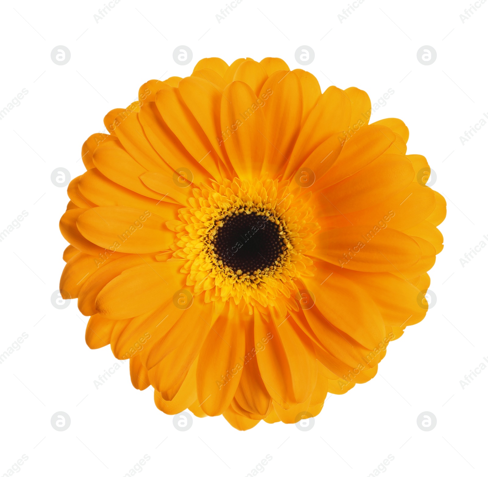 Image of Beautiful orange gerbera flower on white background