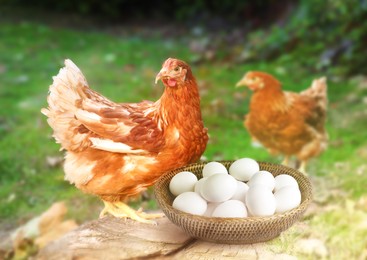 Image of Fresh eggs in wicker bowl and chickens on farm