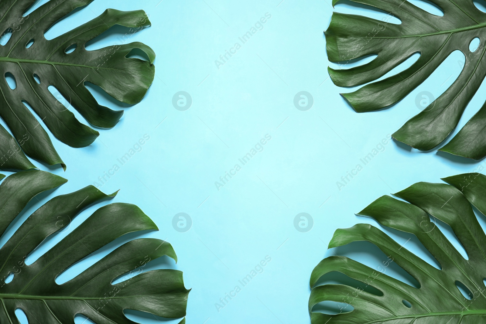 Photo of Green fresh monstera leaves on color background, flat lay with space for text. Tropical plant