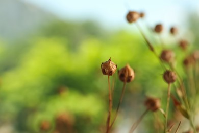 Photo of Beautiful dry flax plants against blurred background, closeup. Space for text