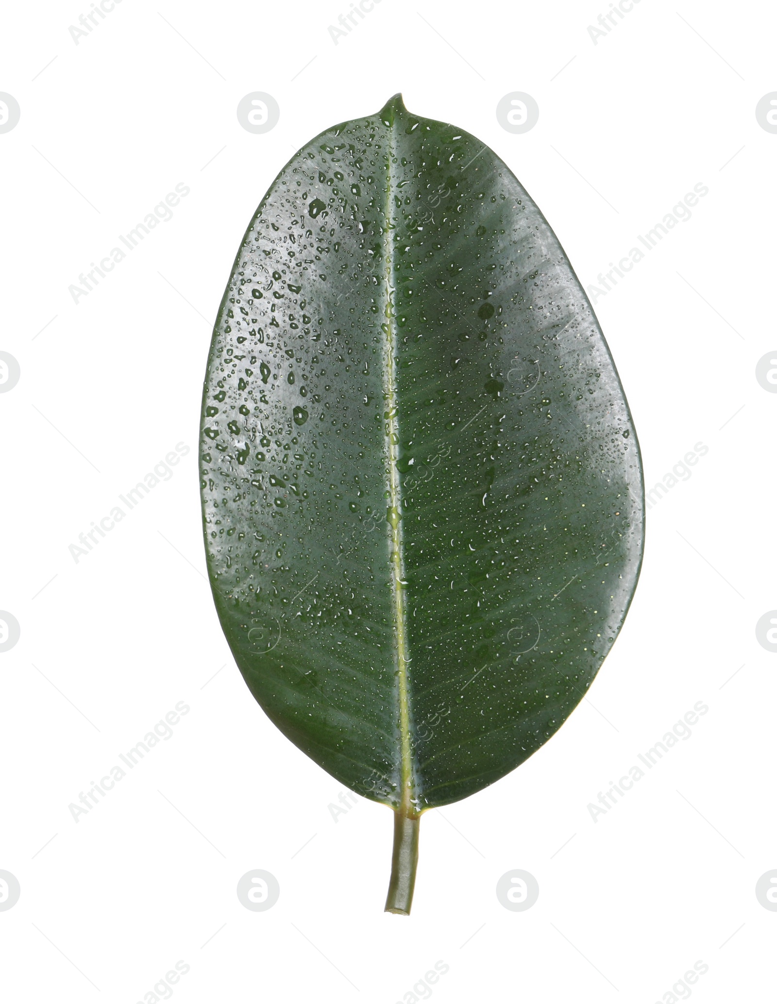 Photo of Fresh green leaf of Ficus elastica plant isolated on white