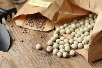 Vegetable seeds and gardening equipment on wooden table, closeup