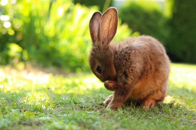 Cute fluffy rabbit on green grass outdoors. Space for text