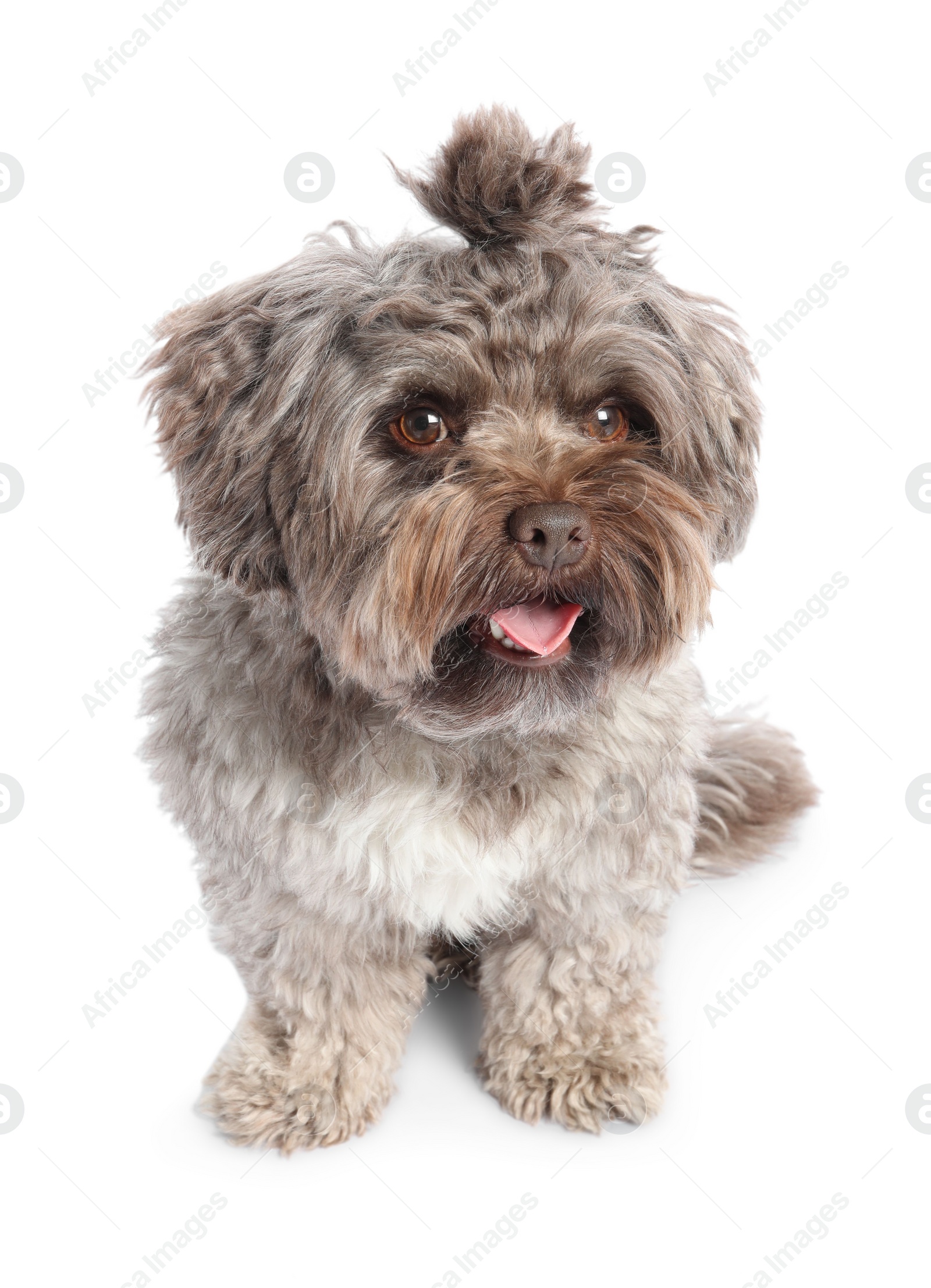 Photo of Cute Maltipoo dog on white background. Lovely pet