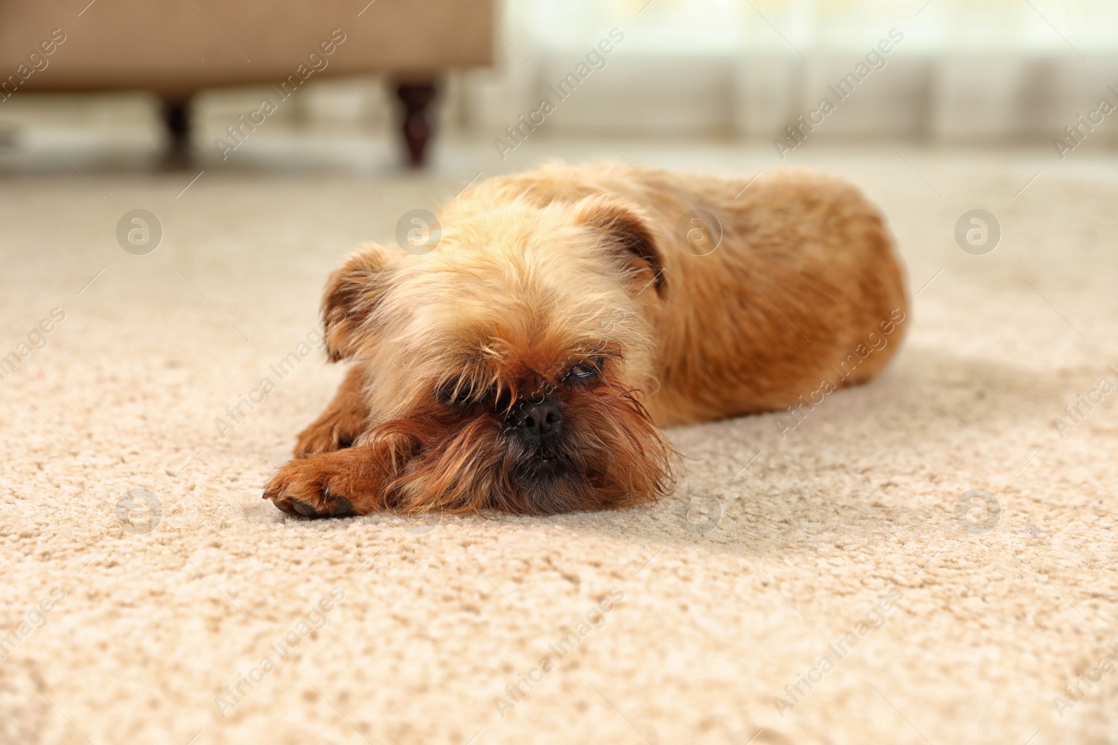 Photo of Portrait of funny Brussels Griffon dog lying on carpet at home