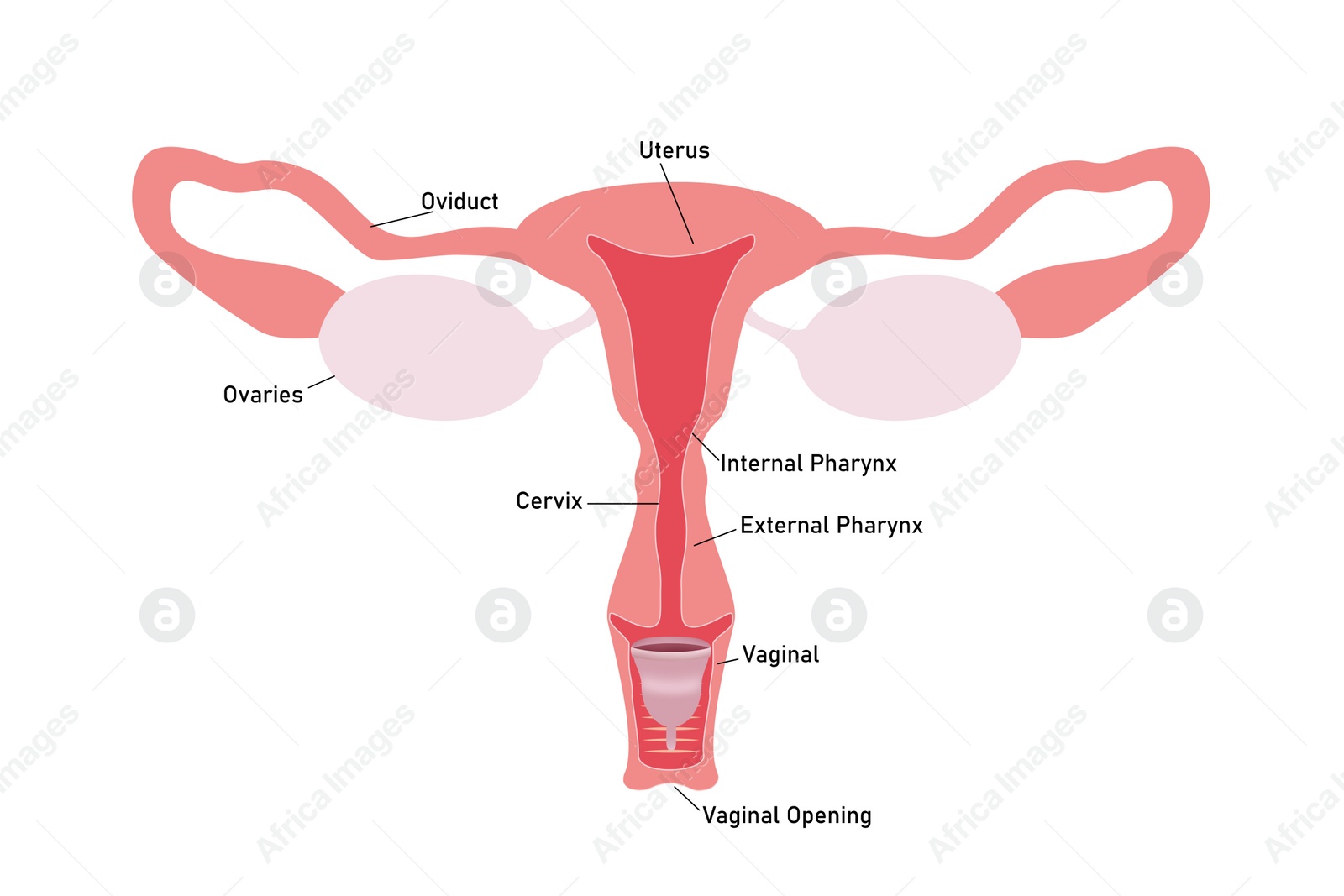 Illustration of Instruction how to use menstrual cup during period. Female reproductive system on white background, illustration