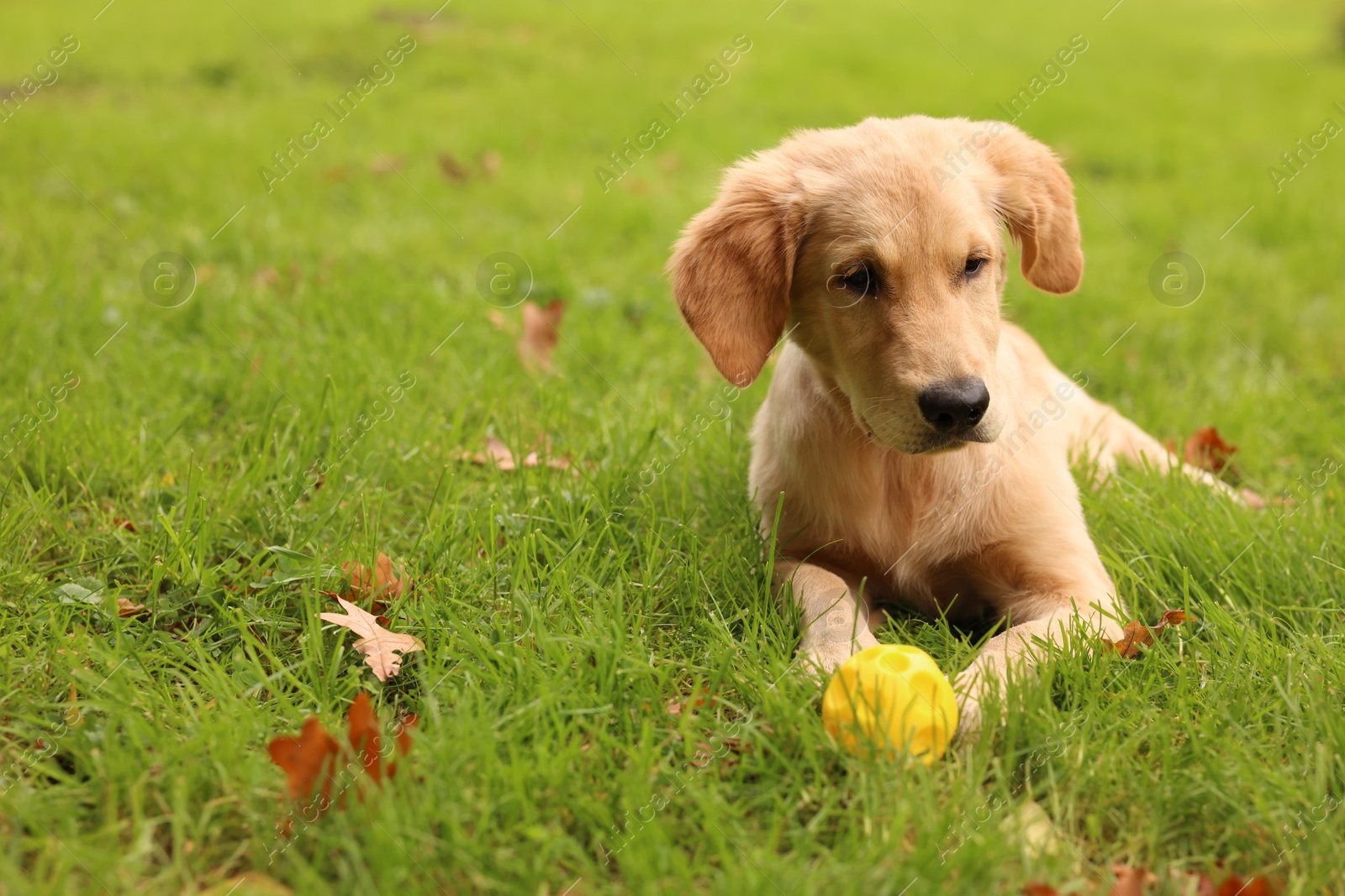 Photo of Cute Labrador Retriever puppy playing with ball on green grass in park, space for text