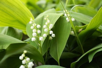 Photo of Beautiful fragrant lily of the valley as background