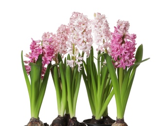 Photo of Beautiful spring hyacinth flowers isolated on white