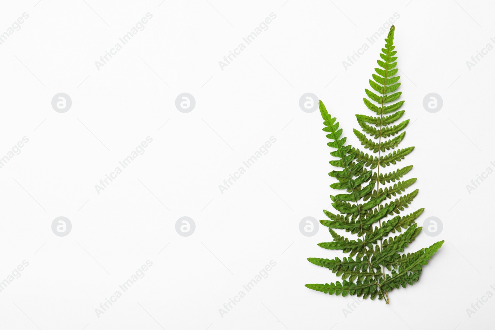 Photo of Dried fern leaves on white background, top view
