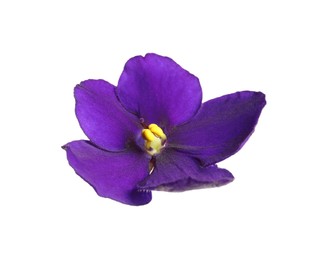 Photo of Purple flower of violet plant isolated on white