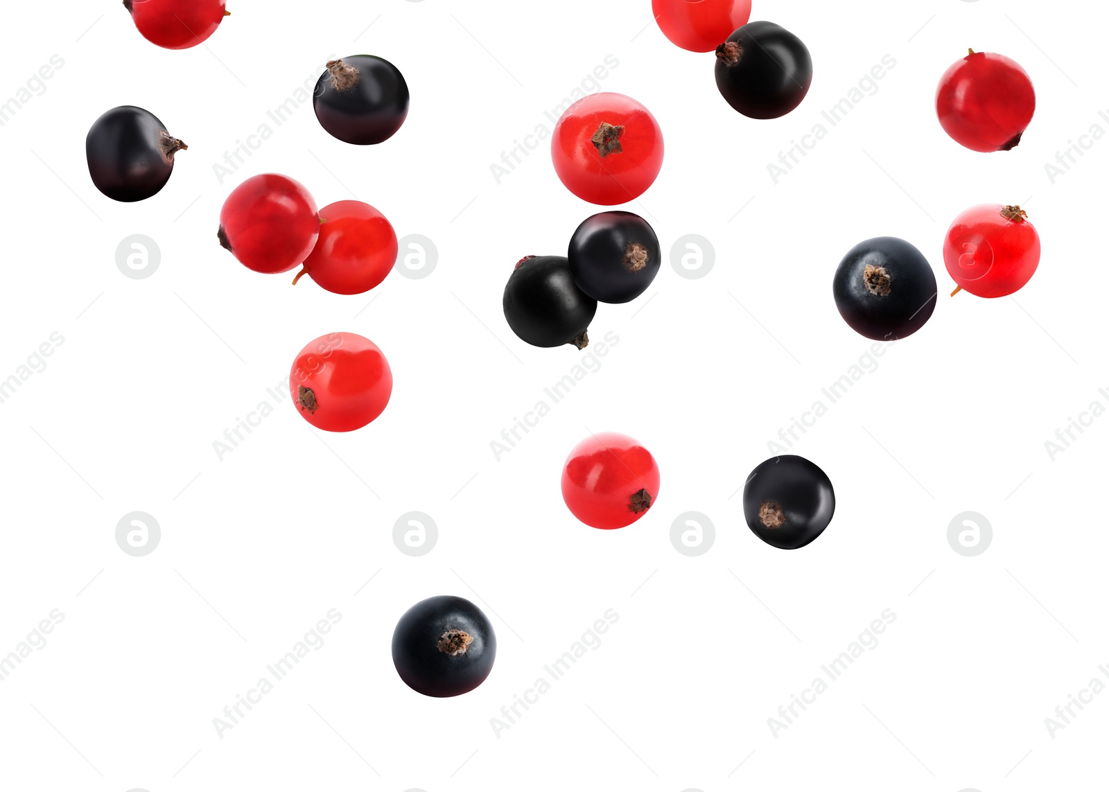 Image of Fresh red and black currants falling on white background