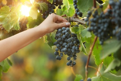 Photo of Woman picking fresh ripe juicy grapes in vineyard, closeup