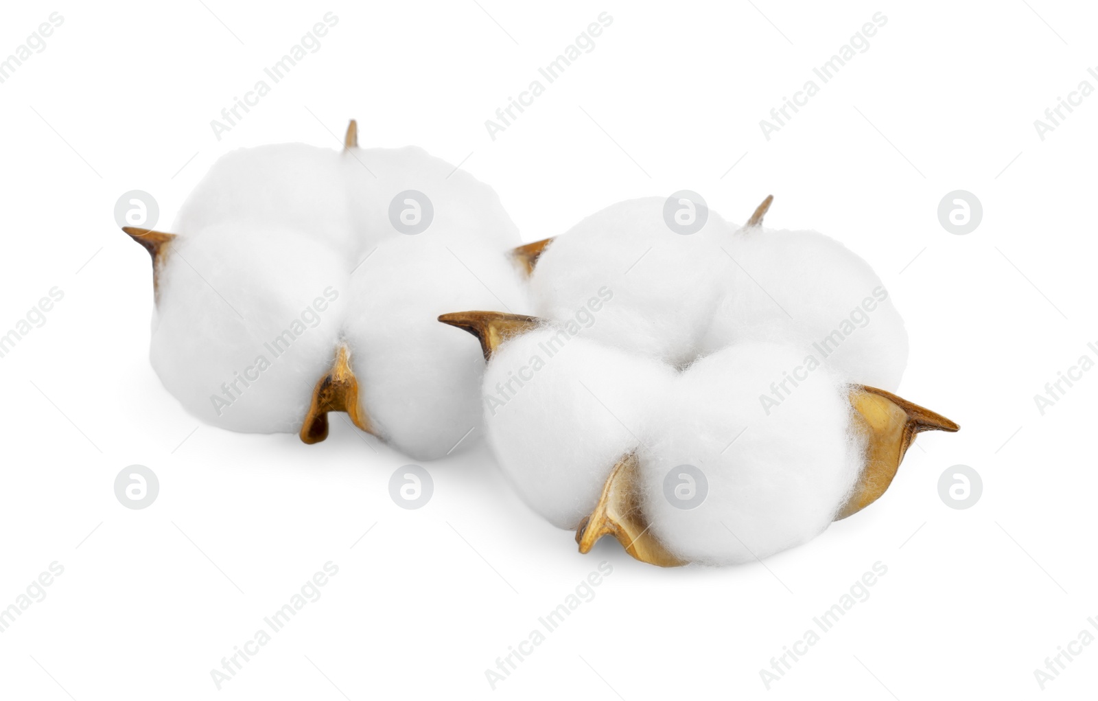 Photo of Two soft cotton flowers isolated on white