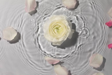 Beautiful rose and petals in water on white background, top view