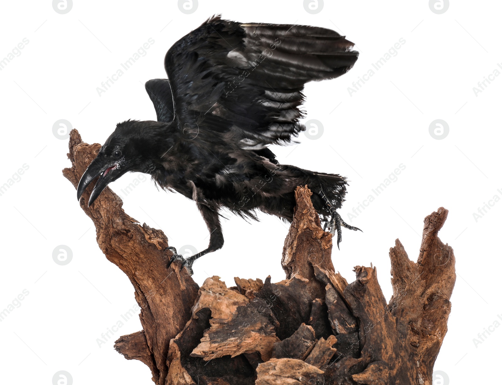 Photo of Beautiful common raven perched on wood against white background