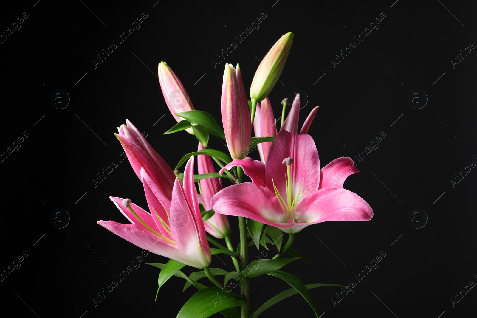 Photo of Beautiful pink lily flowers on black background