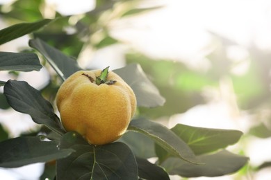 Closeup view of quince tree with ripening fruit outdoors