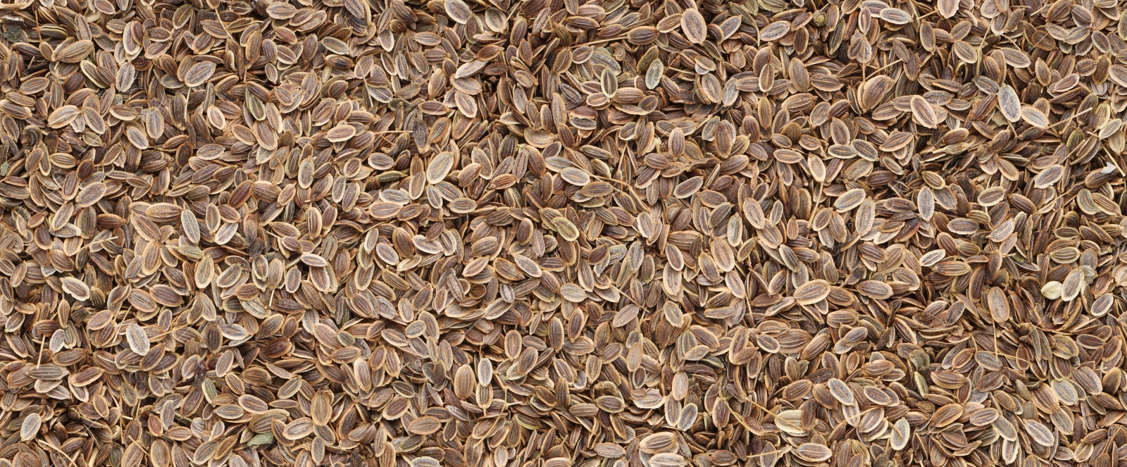 Image of Many dill seeds as background, top view. Banner design