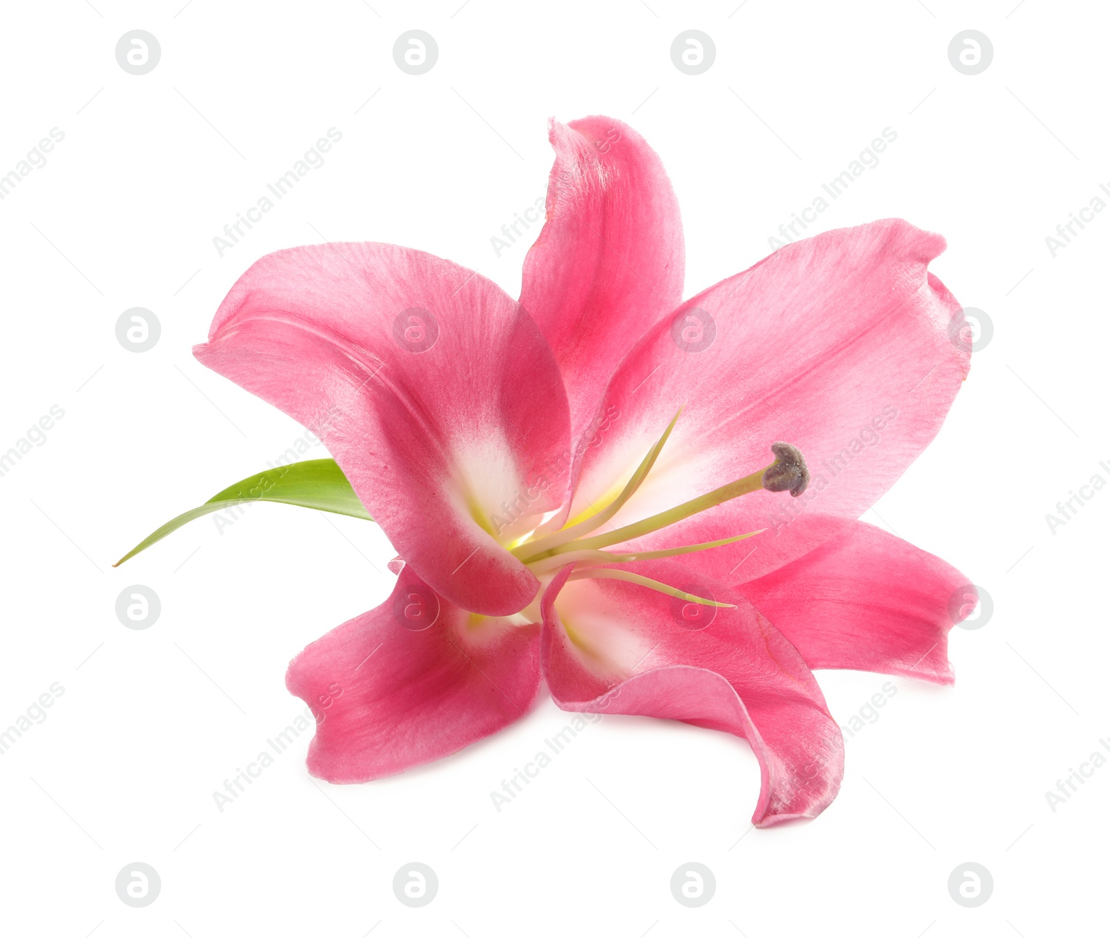 Photo of Beautiful pink lily flower isolated on white