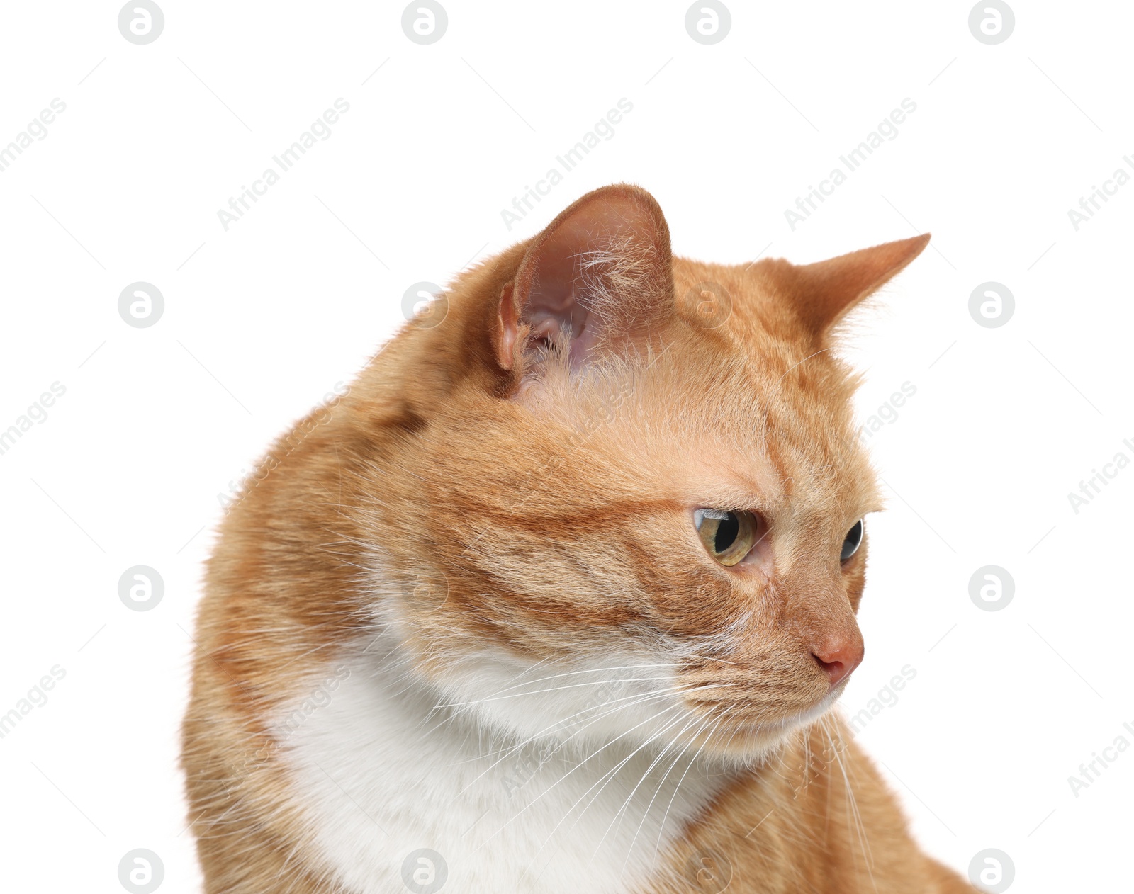 Photo of Cute ginger cat on white background. Adorable pet