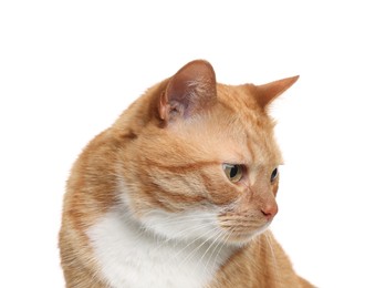 Photo of Cute ginger cat on white background. Adorable pet