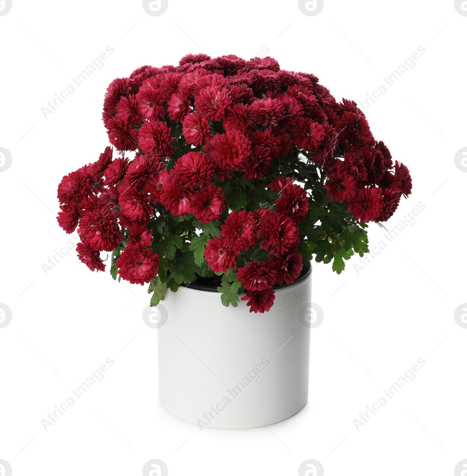 Photo of Beautiful chrysanthemum flowers in pot on white background