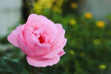 Beautiful blooming pink rose on bush outdoors, closeup. Space for text