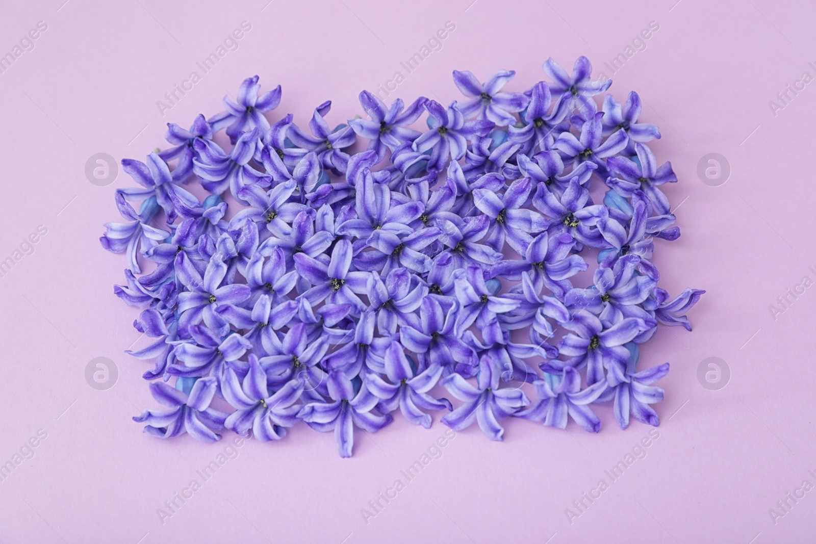 Photo of Many blooming spring hyacinth flowers on color background, top view