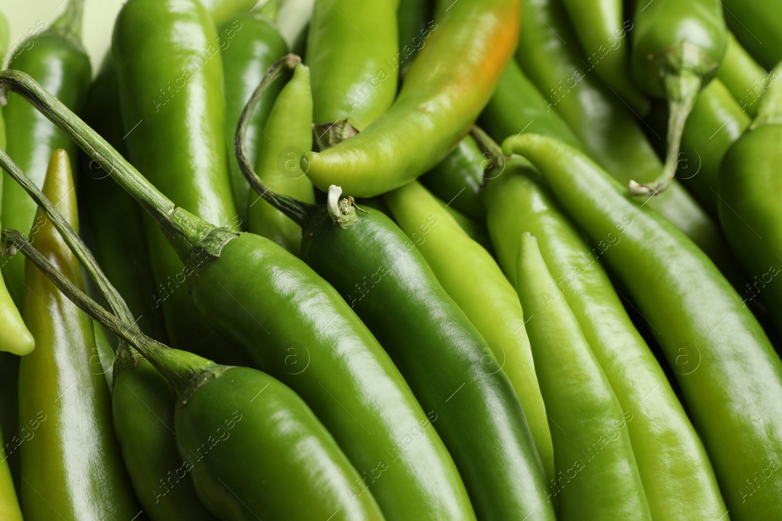 Photo of Ripe green chili peppers as background, closeup