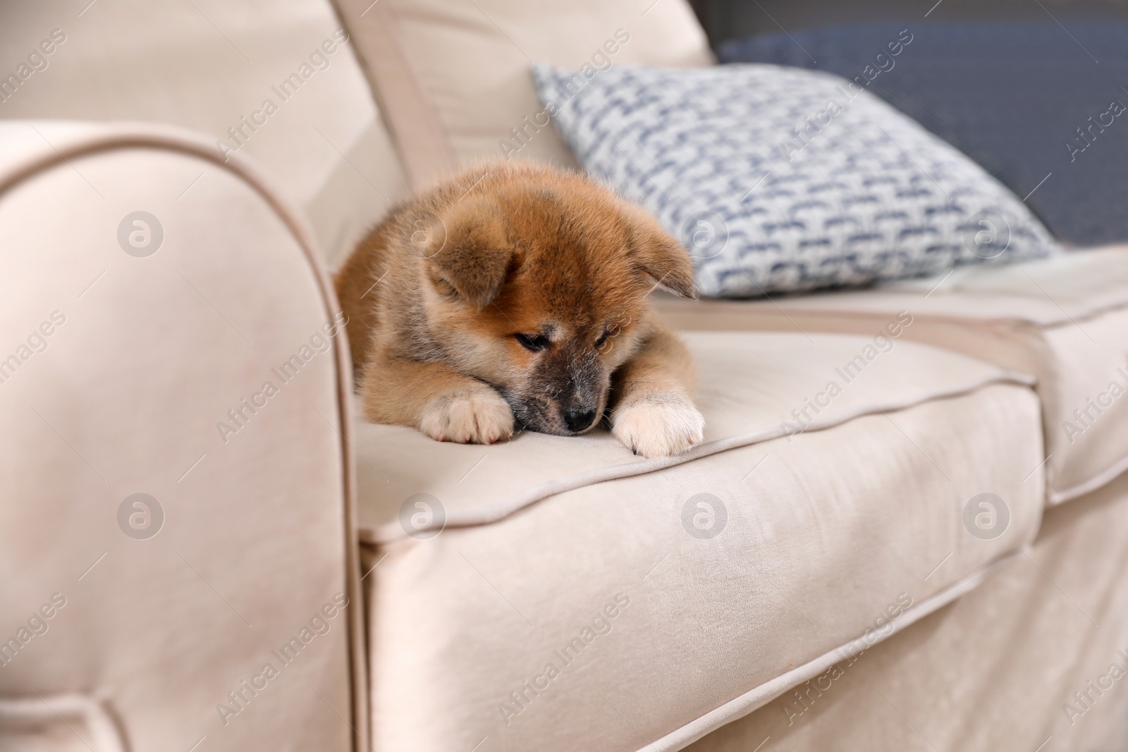 Photo of Adorable Akita Inu puppy on beige sofa