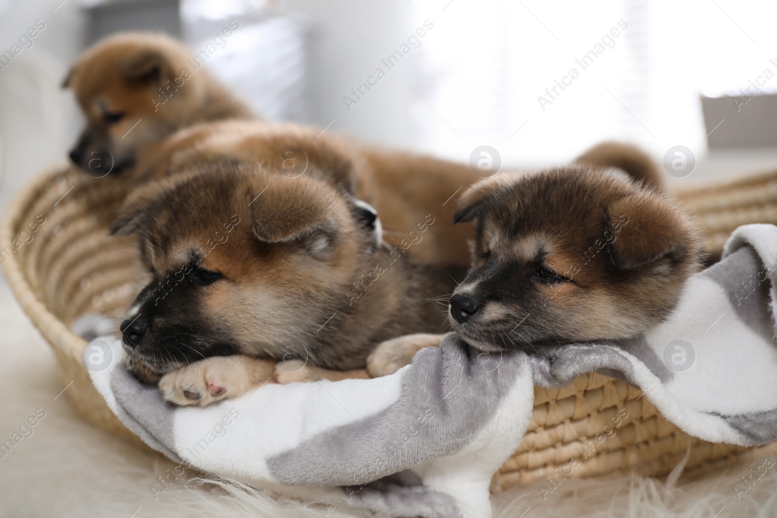 Photo of Cute Akita Inu puppies in wicker basket indoors