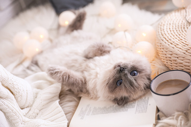 Photo of Birman cat, cup of drink and book on rug at home. Cute pet