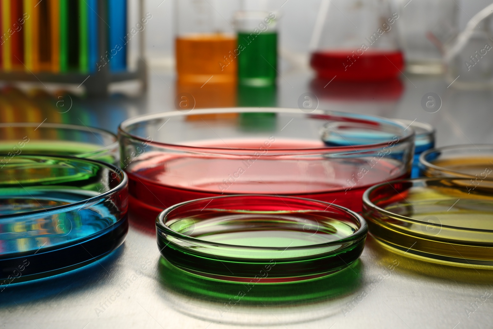 Photo of Petri dishes with colorful samples on table, closeup