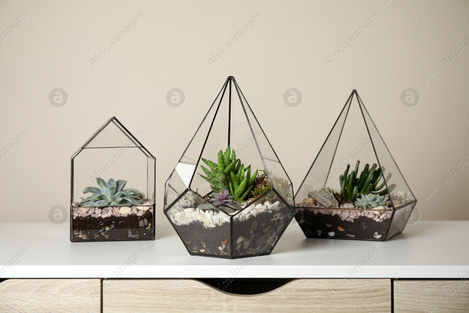 Photo of Glass florarium vases with succulents on white table indoors