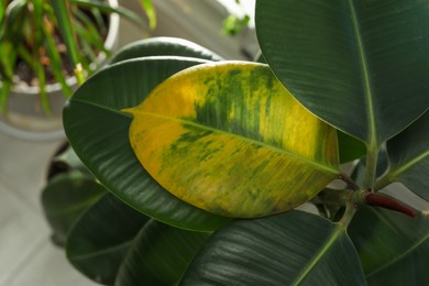 Photo of Houseplant with leaf blight disease indoors, closeup