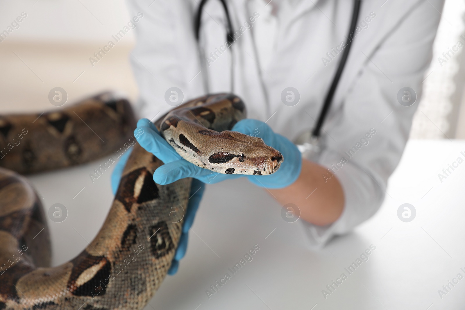 Photo of Female veterinarian examining boa constrictor in clinic, closeup