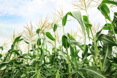 Photo of Beautiful view of corn field against blue sky