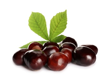 Photo of Horse chestnuts and tree leaf on white background