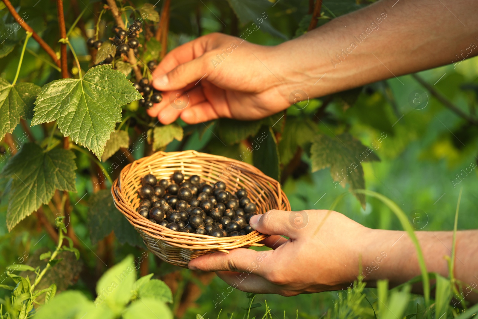 Photo of Woman with wicker bowl picking ripe blackcurrants from bush outdoors, closeup