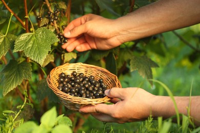 Woman with wicker bowl picking ripe blackcurrants from bush outdoors, closeup