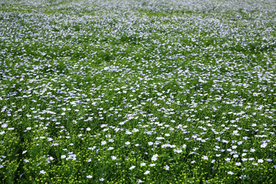 Photo of Beautiful view of blooming flax field on summer day