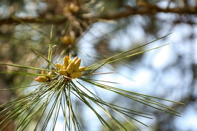 Photo of Closeup view of fir cones on coniferous branch against blurred background, space for text. Allergy trigger