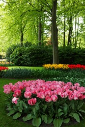 Photo of Park with variety of beautiful tulip flowers. Spring season