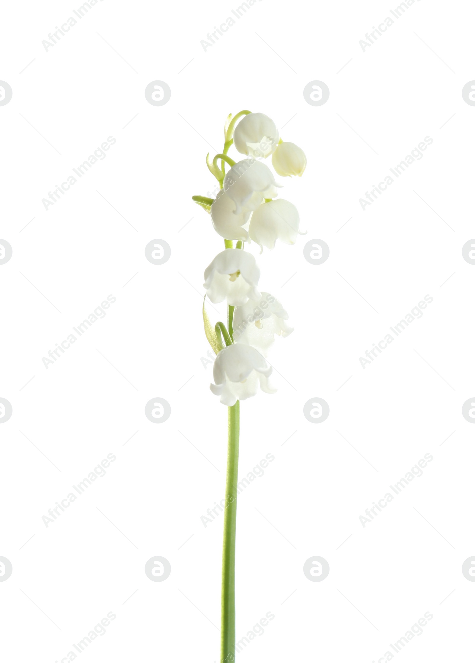 Photo of Beautiful fragrant lily of the valley on white background