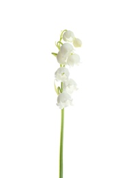 Photo of Beautiful fragrant lily of the valley on white background