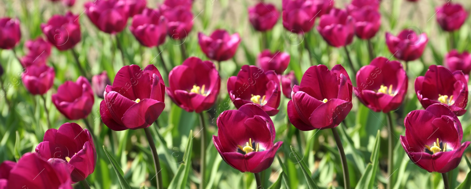 Image of Beautiful blooming tulips outdoors on sunny day. Horizontal banner design