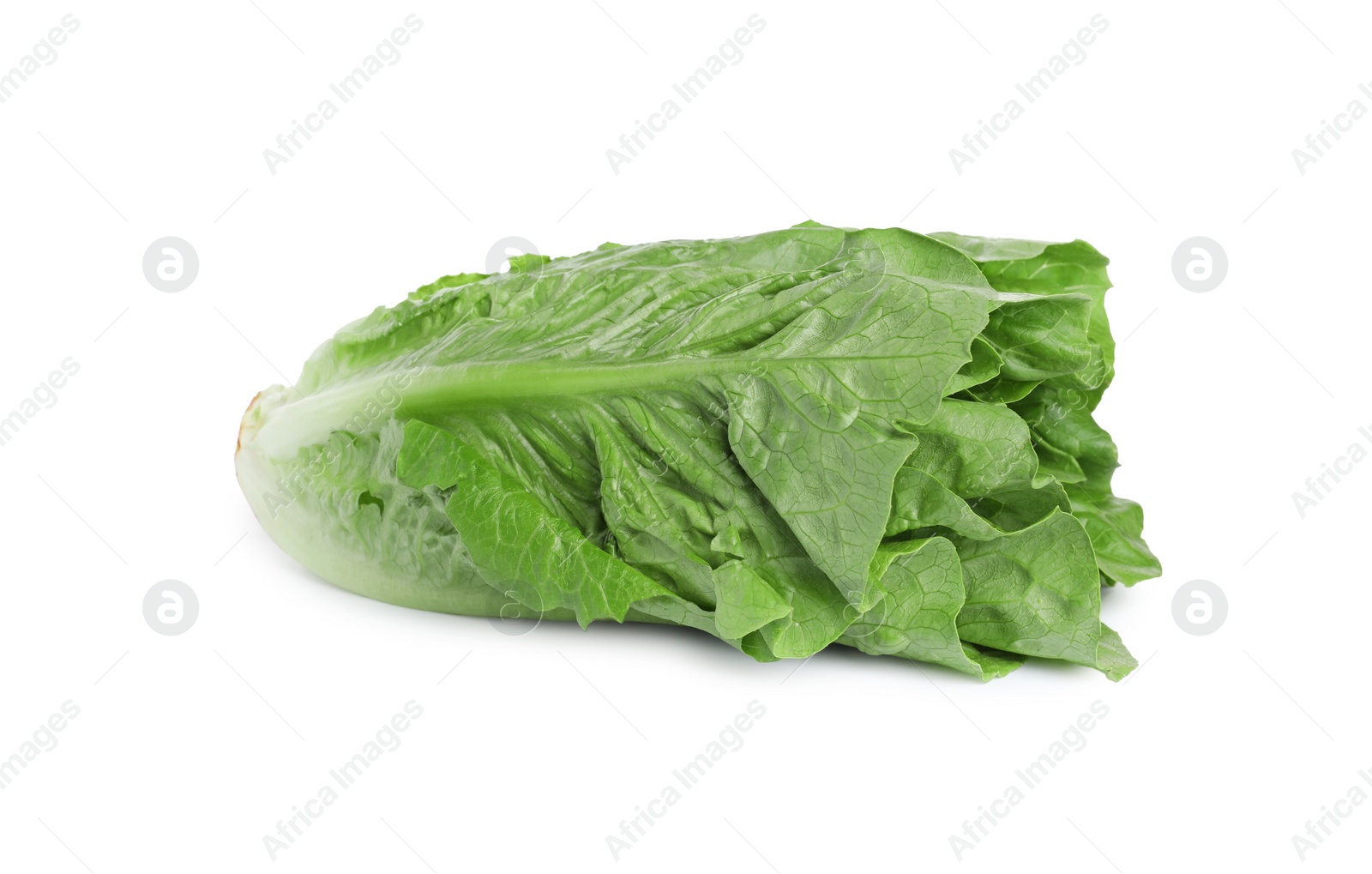 Photo of Fresh green romaine lettuce isolated on white